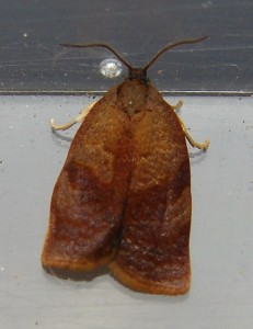 Cacoecimorpha pronubana.JPG