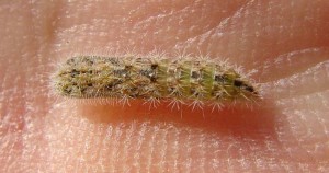 Mini chenille chrysalide (2).JPG