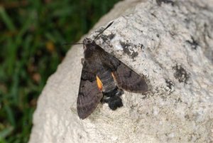 Macroglossum stellatarum 17082011 (2) (Small).jpg