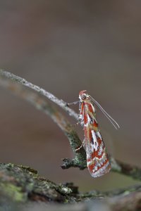 Acrobasis porphyrella.jpg