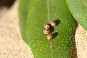 OEUfs de Lasiocampa quercus-1295.jpg
