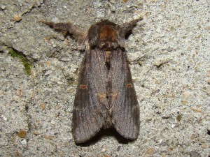 Notodonta dromedarius.JPG