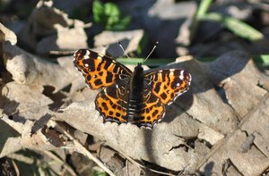 papillons le 7avril 20011 132 [1280x768].JPG