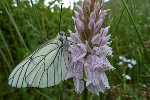 Gazé sur Orchis maculata.jpg