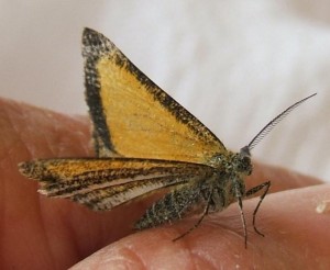 3971 Geometridae, ennominae,  Isturgia = macaria limbaria, Phalène bordée = Phalène noble = Entourée 2009.05.03 (4p%).JPG