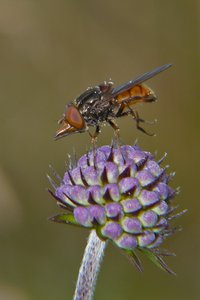 Rhingia campestris.jpg