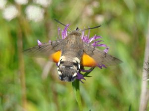 Macroglossum stellatarum (Brienne la vieille).JPG