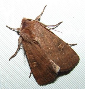 Noctuelle du gazon.JPG