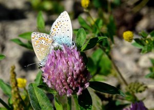 Plebejus argus PPC.jpg