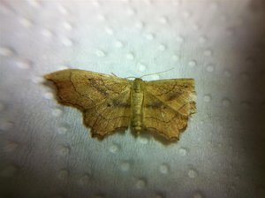 Idaea emarginata env.22mm, oeufs beiges  Hopital 29-06-11 2 (Large).jpg