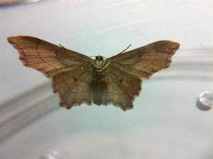 Idaea emarginata émergence, 16-08-11 2 (Custom).jpg