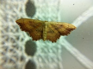 Idaea emarginata  émergence, 16-08-11 1 (Custom).jpg