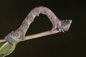 Biston betularia (1.JPG