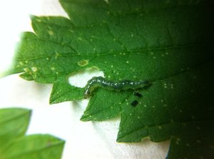 Pleuroptia ruralis 15mm sur ortie, CC 21-09-11 001 (Large).jpg