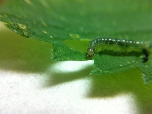 Pleuroptia ruralis 15mm sur ortie, CC 21-09-11 002 (Large).jpg