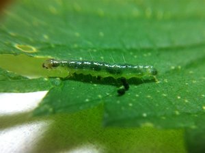 Pleuroptia ruralis 15mm sur ortie, CC 21-09-11 003 (Large).jpg