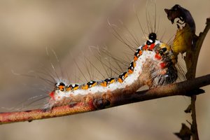 Acronicta tridens-1523.jpg