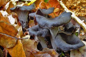 Craterellus cornucopioides.JPG