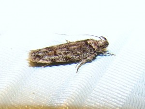 Micro lépidoptère ter (5).JPG