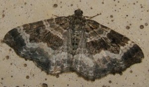 3708 Geometridae , larentiinae, Epirrhoe alternata, L'Alternée 2007.09.12 (16p%).JPG