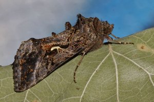 (1 - PLU-PLU) Autographa gamma (4.JPG