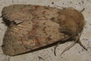 4692 Noctuidae, hadeninae, Luperina rubella 07.09.17 (3)bis.JPG