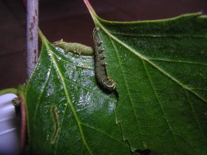 chenille3.jpg