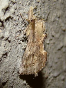 Cucullia chamomillae.JPG