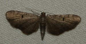 Eupithecia foncé... île de la Chèvre 2011.06.02 (p).jpg