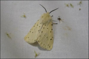 Arc - S. lubricipeda1.jpg