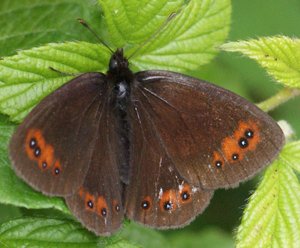 Erebia meolans ou... 2011.06.02 pet du loup (3p).jpg