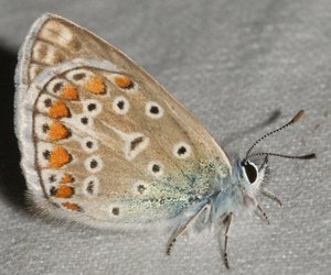 3379 Lycaenidae, Aricia agestis, collier de corail 2011.07.01  Ampuis Le Recru 69  (158p).jpg