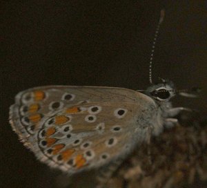 3379 Lycaenidae, Aricia agestis, collier de corail 2011.07.01  Ampuis Le Recru 69 (14pg).jpg