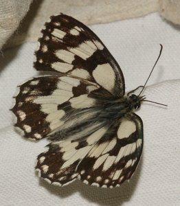 3446 Nymphalidae, Satyrinae, melanargia galathea, Demi-deuil 2011.07.01  Ampuis Le Recru 69 (44p).jpg