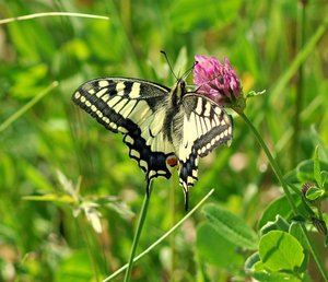 COCO MACHAON AVRIL2011 133 [1280x768].JPG