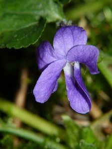 Violette en hiver (2).JPG