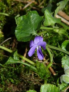 Violette en hiver (1).JPG