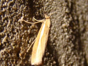 Agriphila tristella.JPG