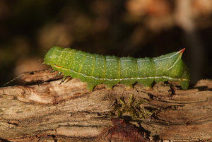 N-¦033  (152)  Amphipyra berbera (ch.)  (28mm) F-55 Mouzay  29-04-2011  015.jpg