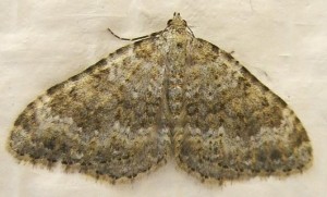 3733 Geometridae larentiinae, Nebula salicata, Nébuleuse commune 2008.05.02 (1p%).JPG