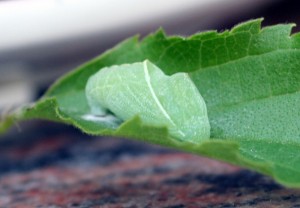 Chrysalide L. celtis-ppc-2525.jpg