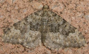 3733 Geometridae larentiinae, Nebula salicata, Nébuleuse commune 2007.09.12 (1p%).JPG