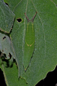 Apatura ilia  Vogel Gérard Laneuville-s-M 55 04052011.jpg