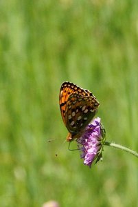 _DSC8193 - Speyeria aglaja - grand nacré.jpg