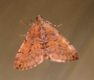 3751 Geometridae, larentiinae, PenniThera firmata, Corrithée pectinée  DOUTES (1p%).JPG