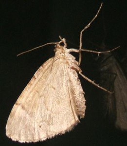 3751 Geometridae, larentiinae, PenniThera firmata, Corrithée pectinée 2008.06.01 (2p%).JPG