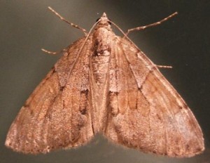 3751 Geometridae, larentiinae, PenniThera firmata, Corrithée pectinée 2008.06.01 (5p%).JPG