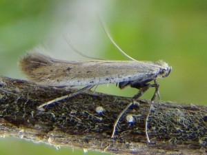 Aspilapteryx tringipennella.JPG