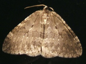 3793 geometridae, larentiinae, Epirrita dilutata, Epirrite diluée 2006.10.17  (3)bis.JPG