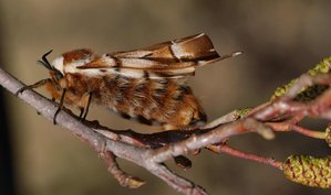 3229 Endromis versicolor Vanoscnaissance 01.03.2012 (20p).jpg